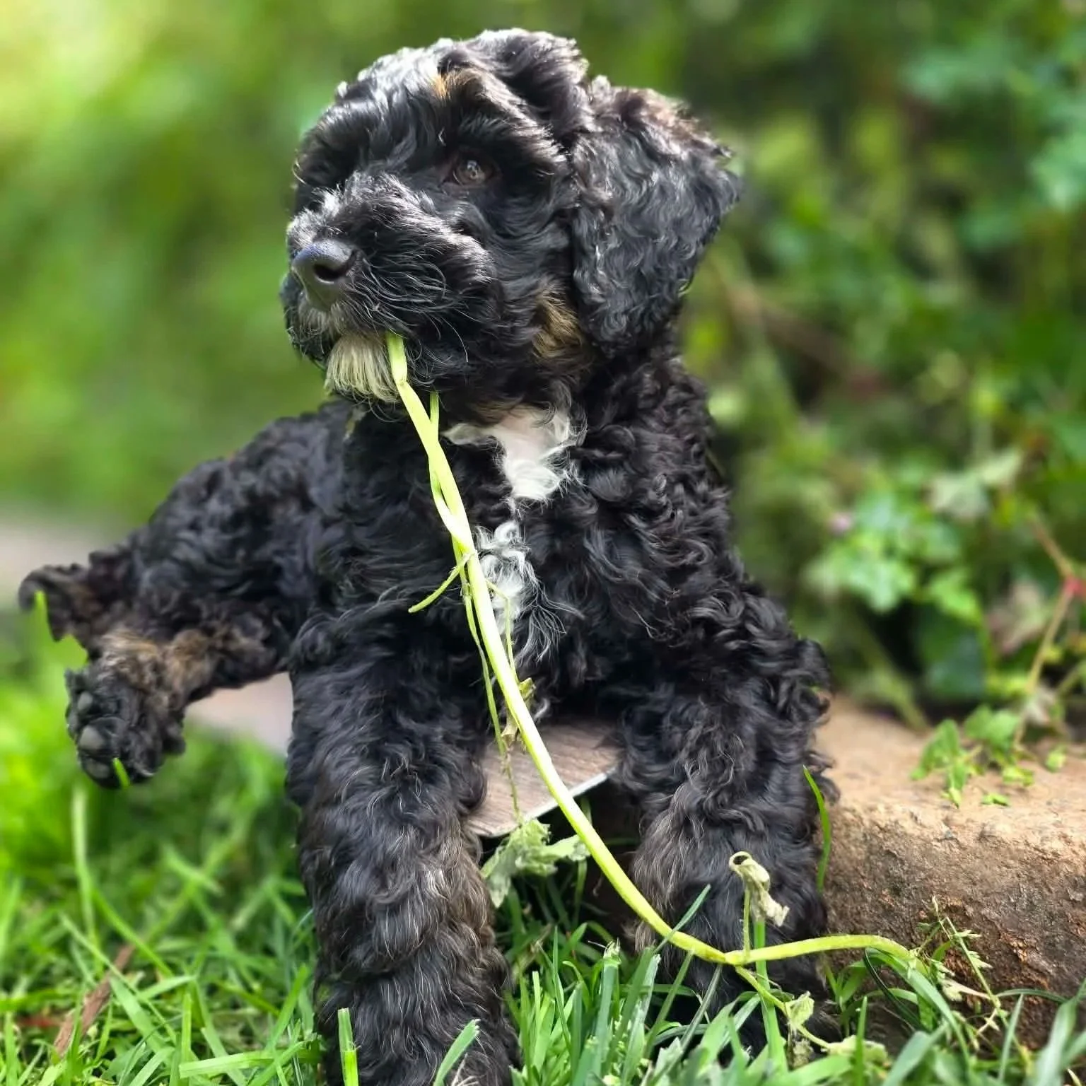 29日（水）９時迄 【KAORI】ドテラ Pc Ln Cc 15 猫P Labradoodle Litter | Check out our available puppies — Great Day